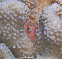 Little guy peeking out at me from a coral. Kauai,HI by Joe Quinn 